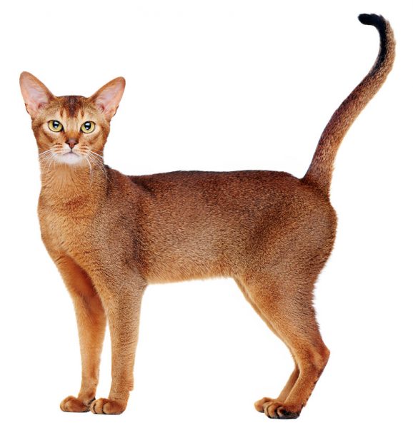 abyssinian cat - abyssinian cats - popular cat breed