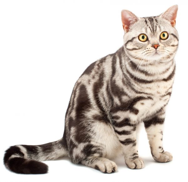 american shorthair - american shorthair cat - popular cat breed