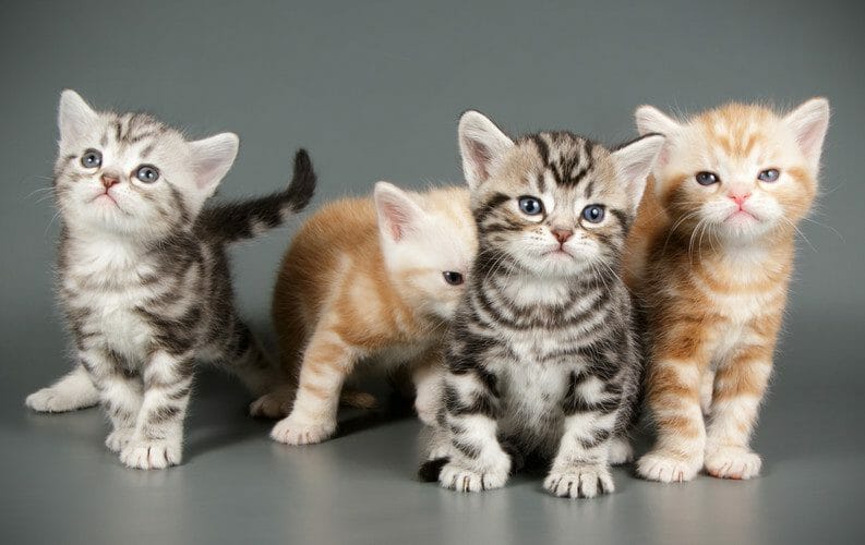 black american shorthair kitten