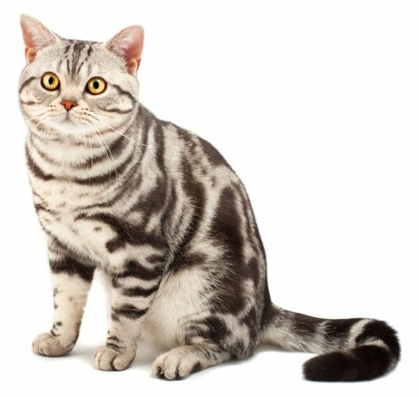 american shorthair cat - black cat american shorthair