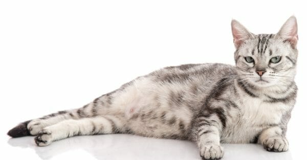 american shorthair cats - grey american shorthair