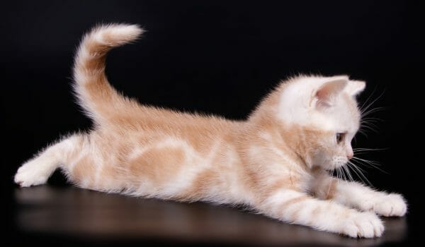 american shorthair kitten- american shorthair orange
