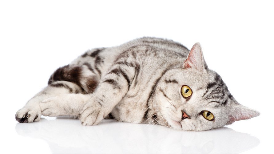anemia in cats - what causes anemia in cats