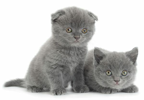 are scottish fold cats hypoallergenic - scottish fold cat characteristics