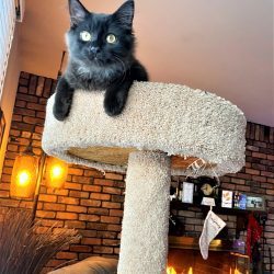 cute cat photo contest winner cianna sage black cat mar 2022