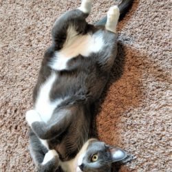 cute cat photo contest winner gray tuxedo cat link oct 2021
