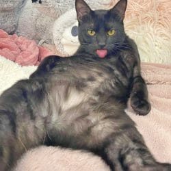 cute cat photo contest winner jet black cat mar 2023