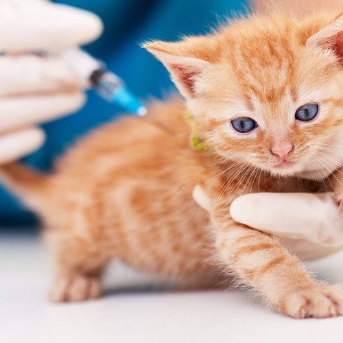feline leukemia - feline leukemia vaccine