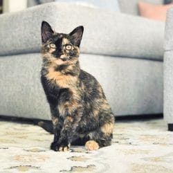 meowwiki cute cat contest winner penelope tortoiseshell november 2023