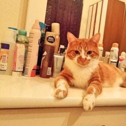 meowwiki cute cat contest winner romeoville orange tabby december 2023