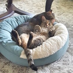meowwiki cute cat photo contest winners aggie and ellie domestic shorthair cats september 2023