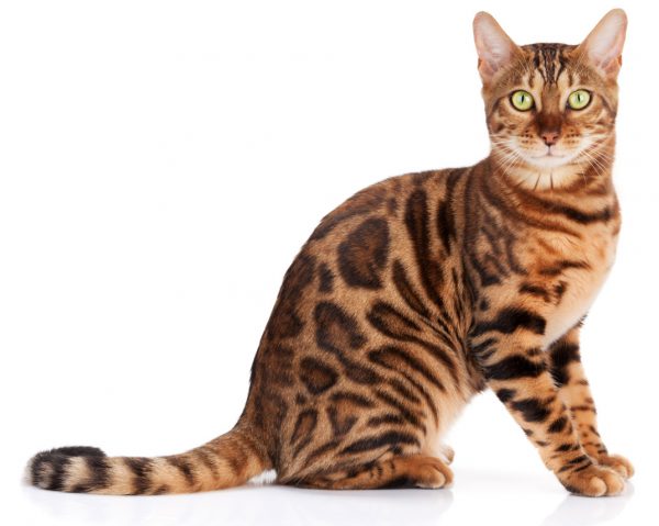 bengal cat - bengal cats - popular cat breed