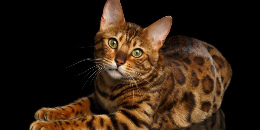 About Iconic Bengal Breeders - Iconic Bengal Cat Breeders