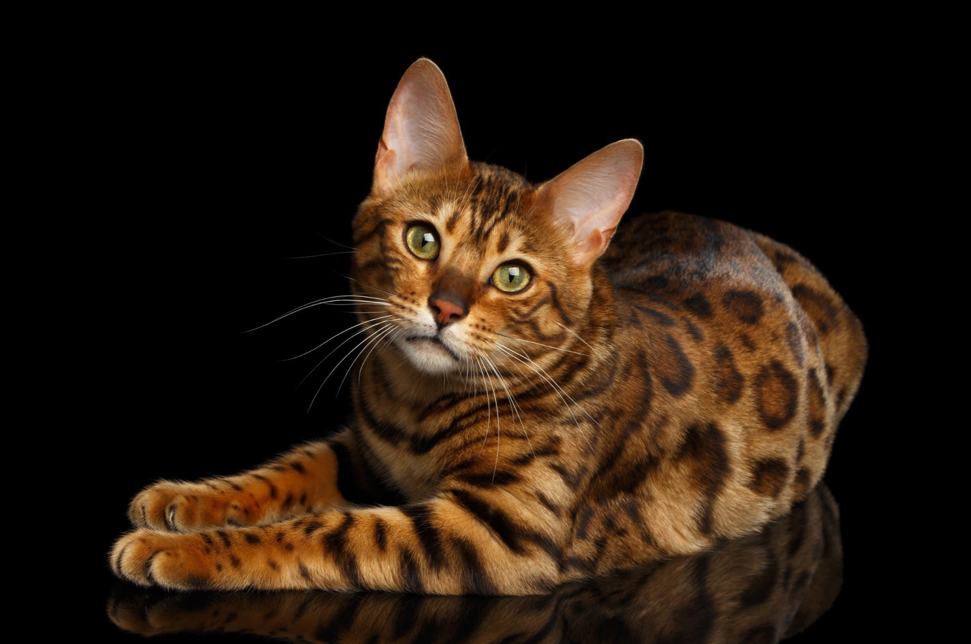 Bengal Cat Breed Personality Lifespan Price Grooming Care