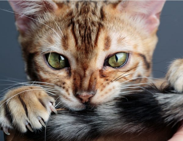 bengal kitten