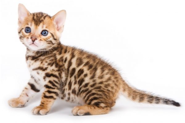 bengal kitten pictures