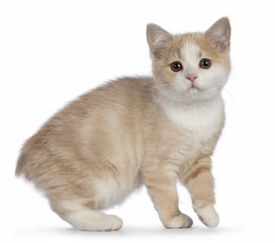 Megacolon in Cats Causes, Description, Symptoms, Treatment, Prognosis