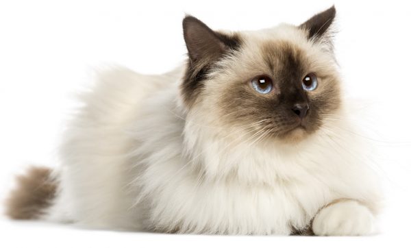 birman cat - birman cats