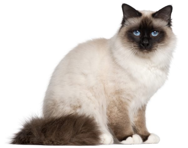 birman cat breeds - are birman cats hypoallergenic