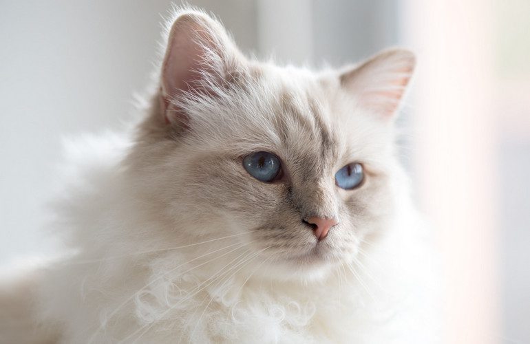 birman cat - do birman cats shed