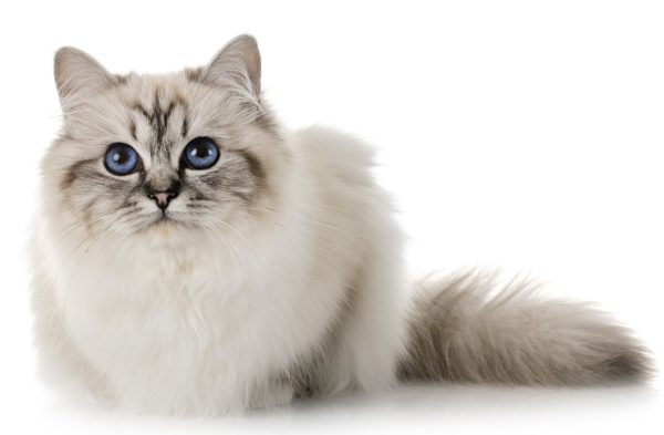 birman cat personality - birman cat vs ragdoll