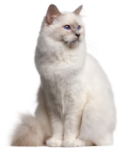 birman cat price - white birman cat