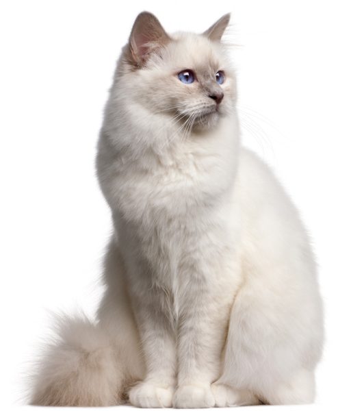 Birman cat hot sale price