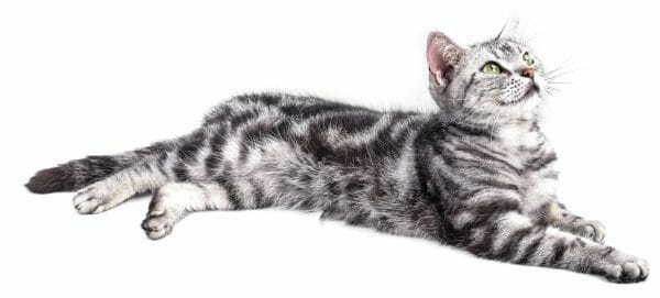 black american shorthair - american shorthair tabby