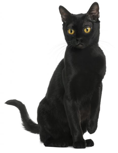 black bombay cat - american bombay cat