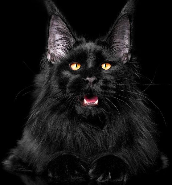 Black Maine Coon