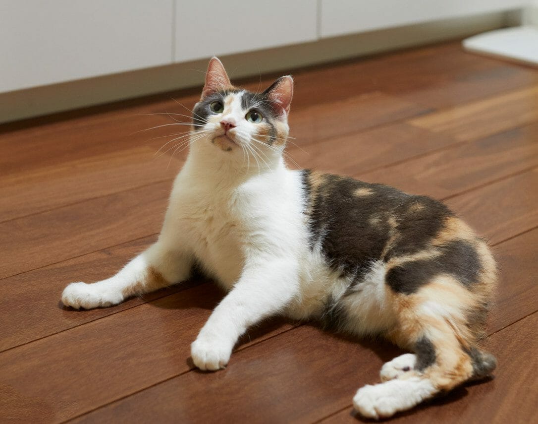 Manx Cat Personality, Appearance, History, Care and Health Issues