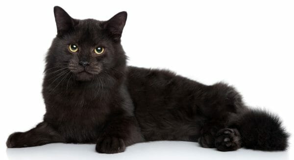 black siberian cat - siberian cat size
