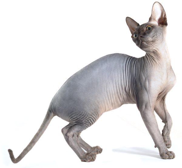 black sphynx cat - sphynx cat colors