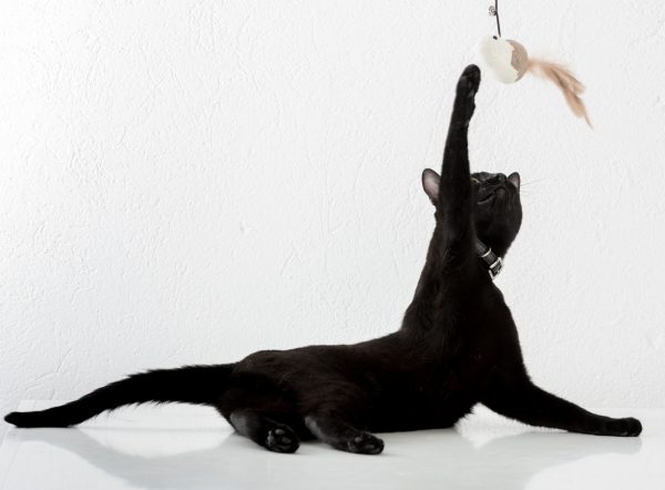 bombay black cat - bombay cat lifespan