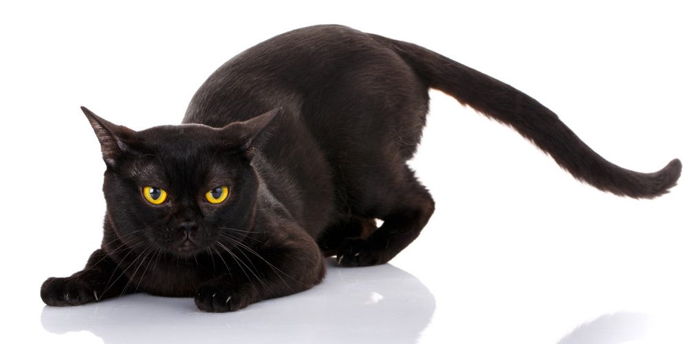 bombay cat - black cat