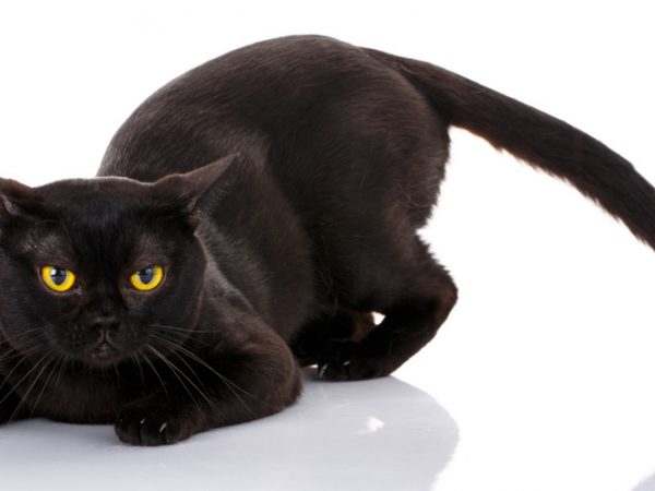 bombay cat - black cat