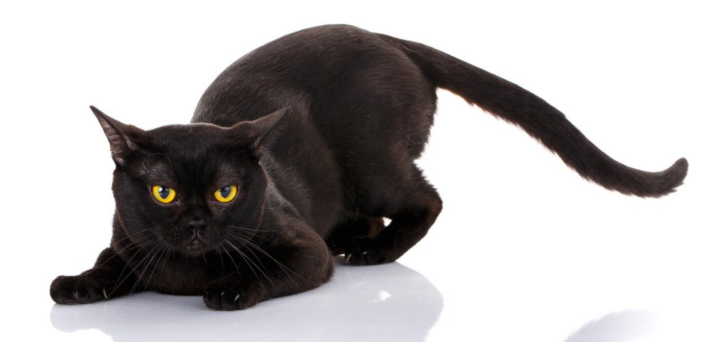 Bombay Cat And Kitten Black Cats Breed Information