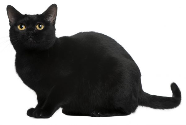 bombay cats - bombay cat breed