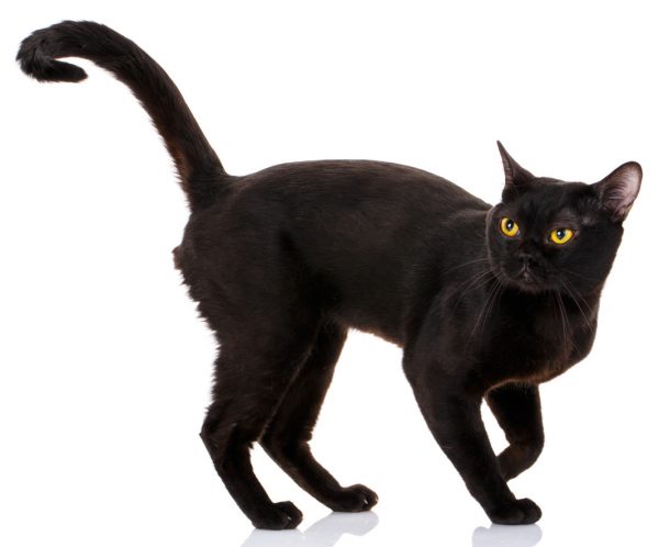 british bombay cat - bombay cat personality