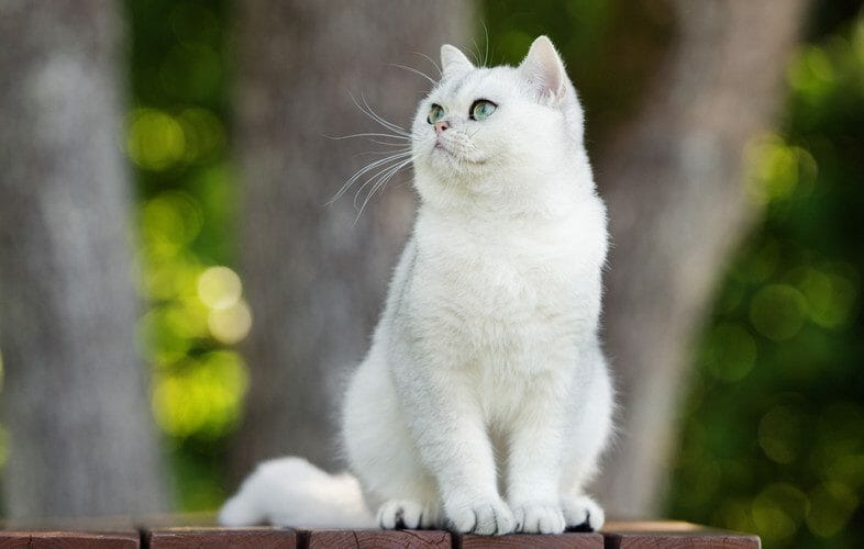 British shorthair cat white blue eyes sale for sale