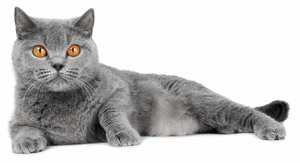 british shorthair cat - british white shorthair