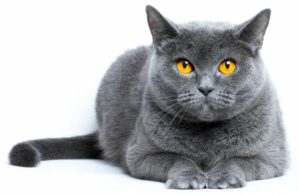 british shorthair cats - black british shorthair