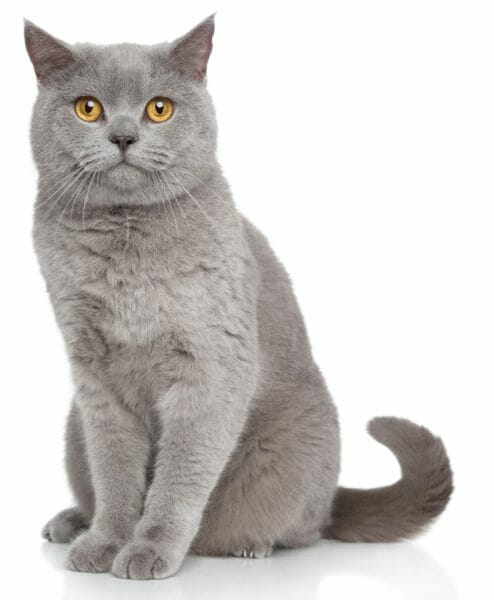 british shorthair kitten - british shorthair blue