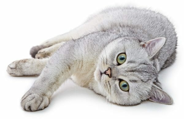 british shorthair kittens - white british shorthair