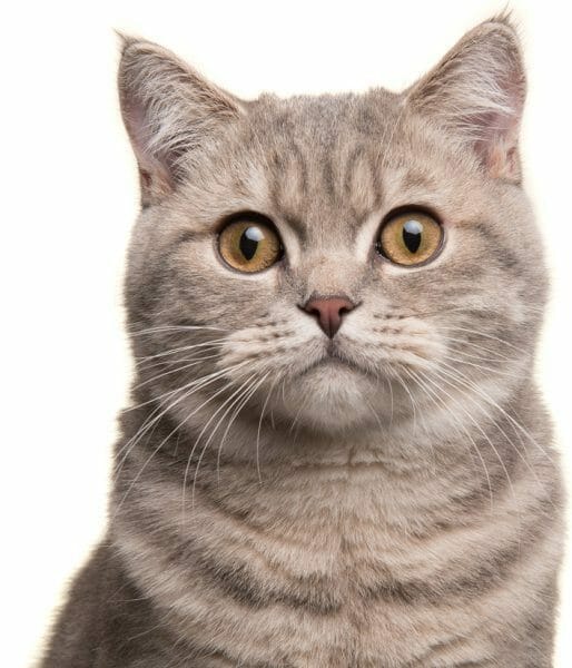 british shorthair orange - golden british shorthair