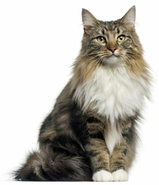 calico norwegian forest cat - maine coon norwegian forest cat