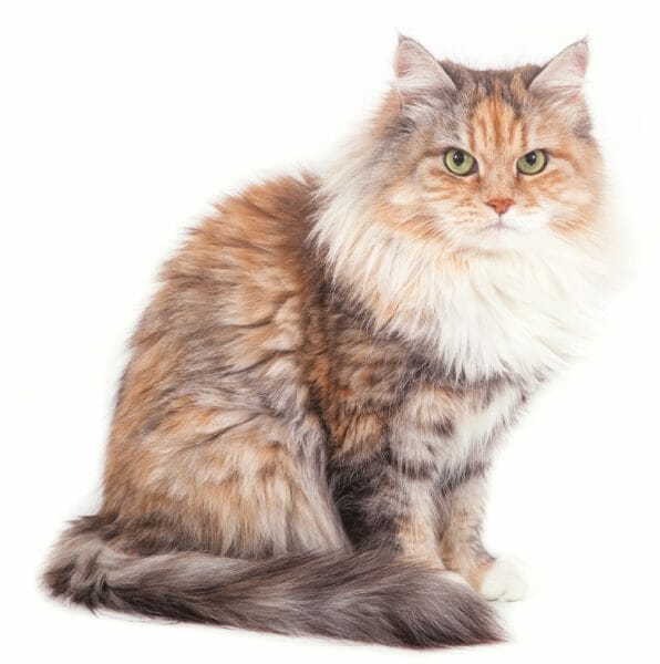 Siberian cat hot sale lifespan