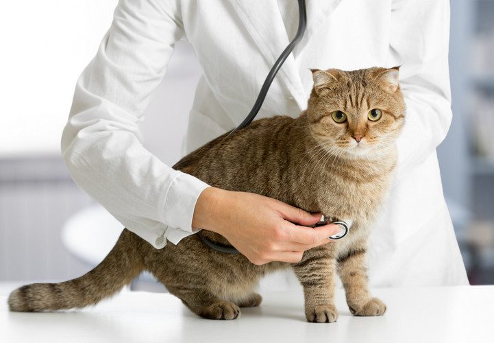 can cats get heartworm - signs of heartworms in cats