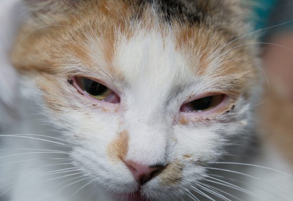 can cats get herpes from humans - can you get herpes from a cat