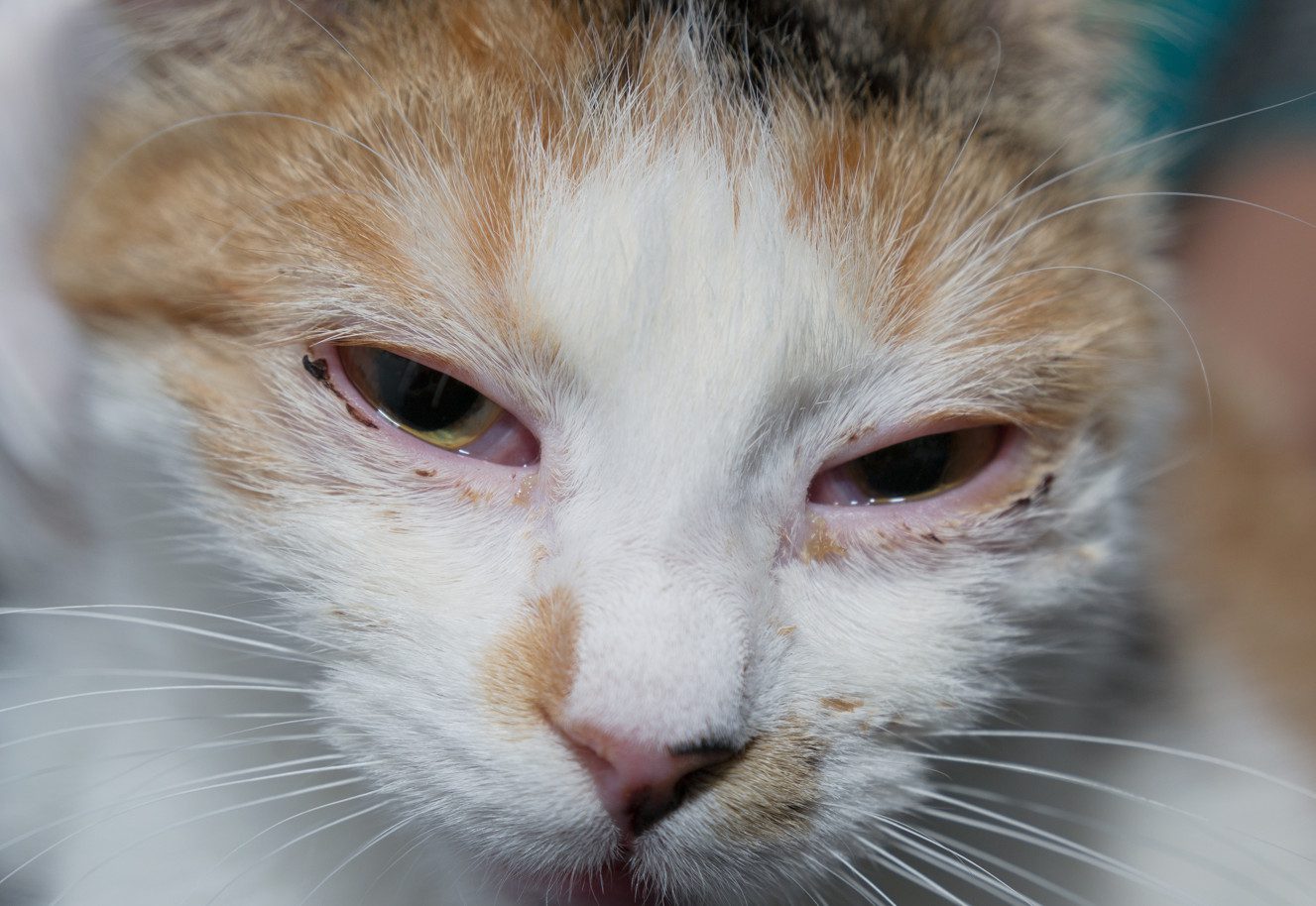 cat-herpes-symptoms-diagnosis-treatment-vaccines-contagiousness